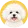 Bichon frise