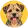Border terrier