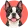 Boston terrier