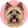 Cairn terrier