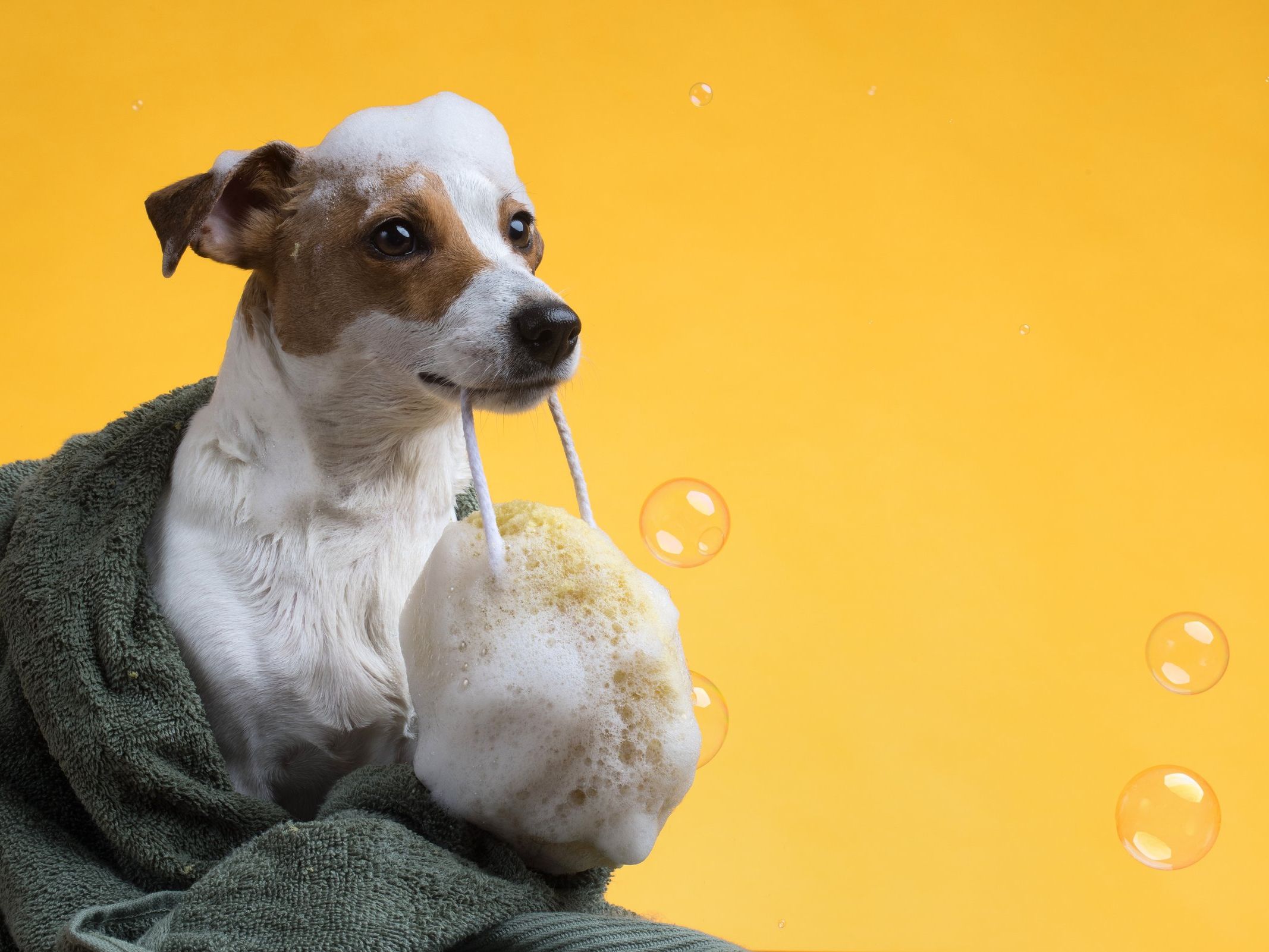 Jack russell terier z pianą na głowie i gąbką podczas kąpieli
