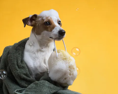 Jack russell terier z pianą na głowie i gąbką podczas kąpieli