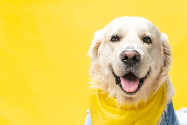 Roześmiany golden retriever w żółtej bandanie po wizycie u groomera