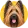 Owczarek francuski briard