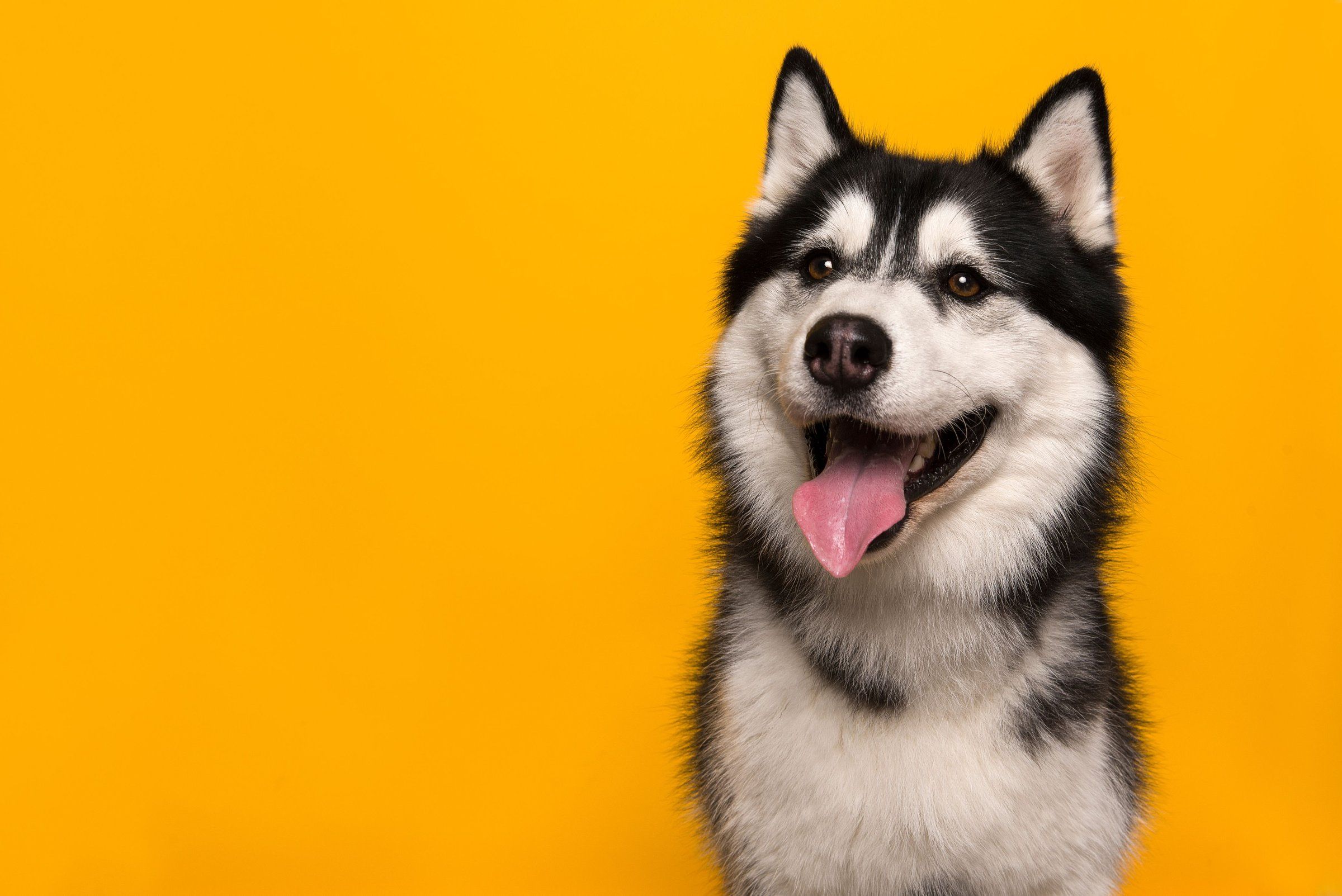 Uśmiechnięty husky syberyjski na pomarańczowo-żółtym tle